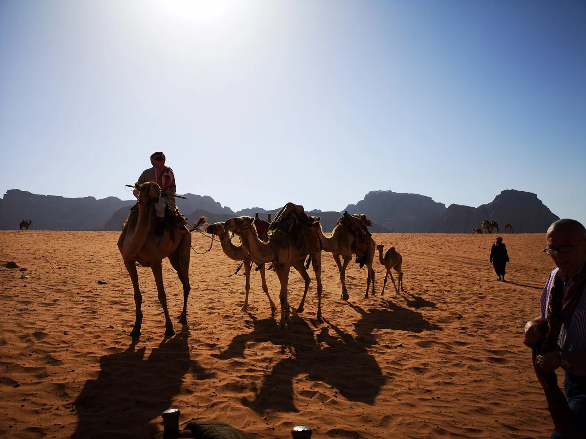 A Bedouin guide leading camels across the sand on a Wadi Rum camel ride