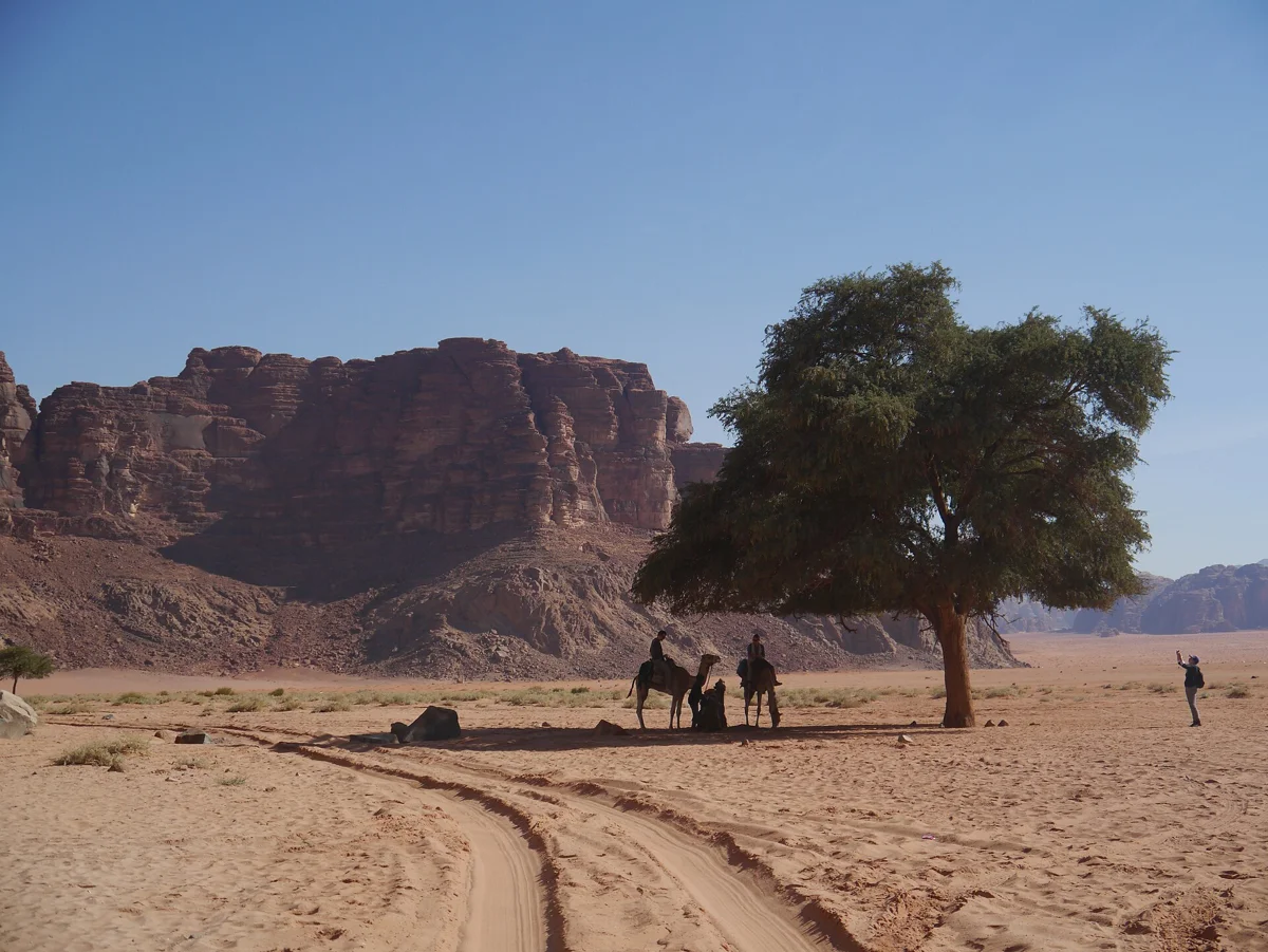 Camels under a lone tree, a slower afternoon on a two-night stay in Wadi Rum